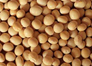 (株)ラクトザイム無農薬大豆契約畑1