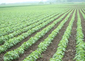 (株)ラクトザイム無農薬大豆契約畑2